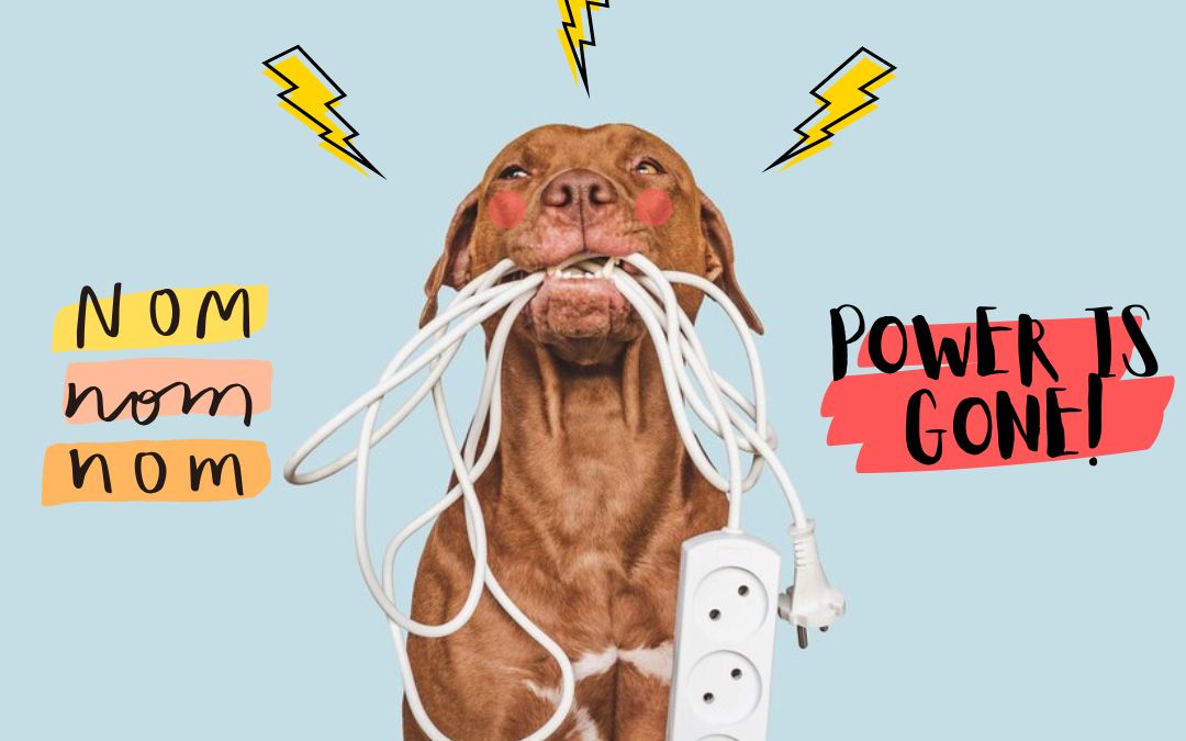 Dog ate my internet